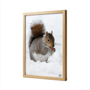 Affiche Cadre Chêne Ecureuil Neige