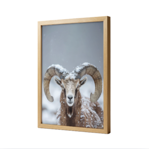 Affiche Encadrée Chêne Mouflon
