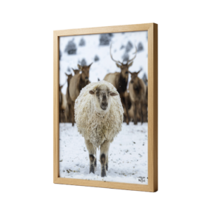 Affiche Encadrée Chêne Mouton