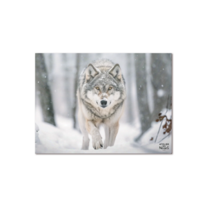 Set De Table Vinyle Loup Neige