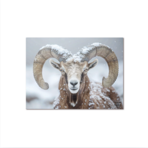 Set De Table Vinyle Mouflon