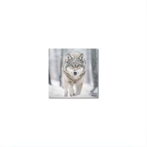 Sous-Verres Vinyle Loup Neige x 6