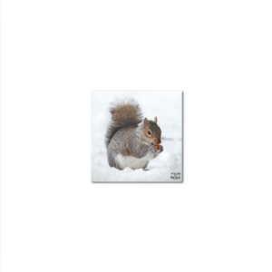 Sous-Verres Vinyle Ecureuil Neige x 6