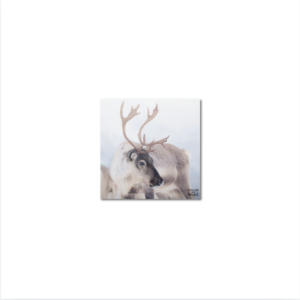Sous-Verres Vinyle Renne Face x 6