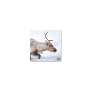 Sous-Verres Vinyle Renne Profil x 6